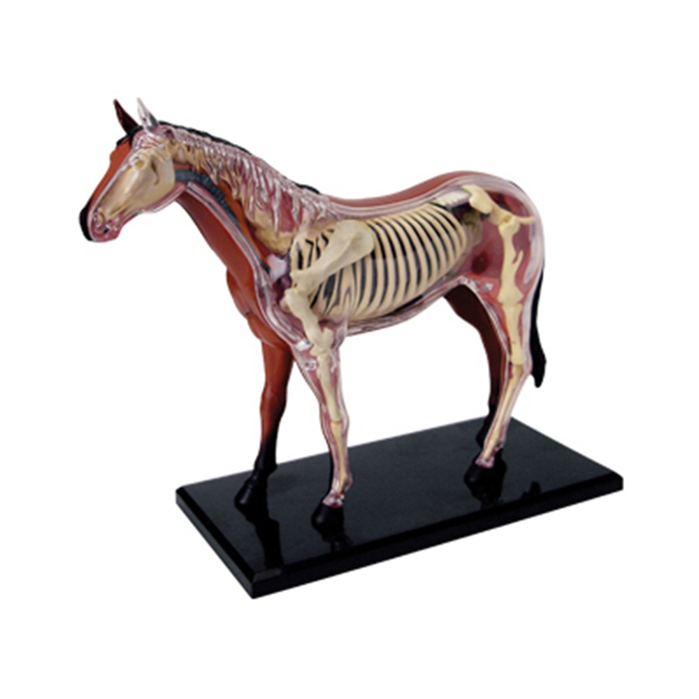 Animal Organ Anatomy Model 4D  – Science Toy recenzja i cena
