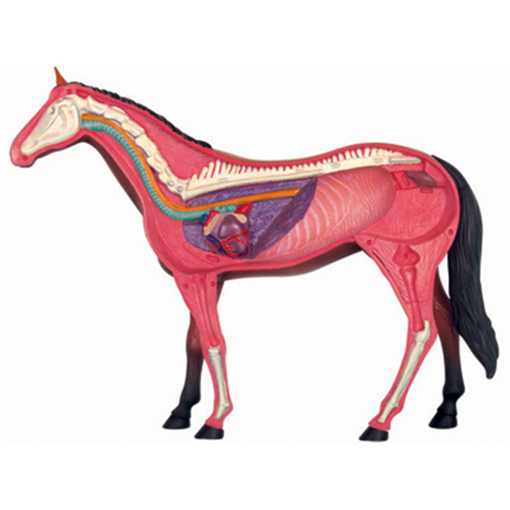 Animal Organ Anatomy Model 4D  – Science Toy recenzja i cena
