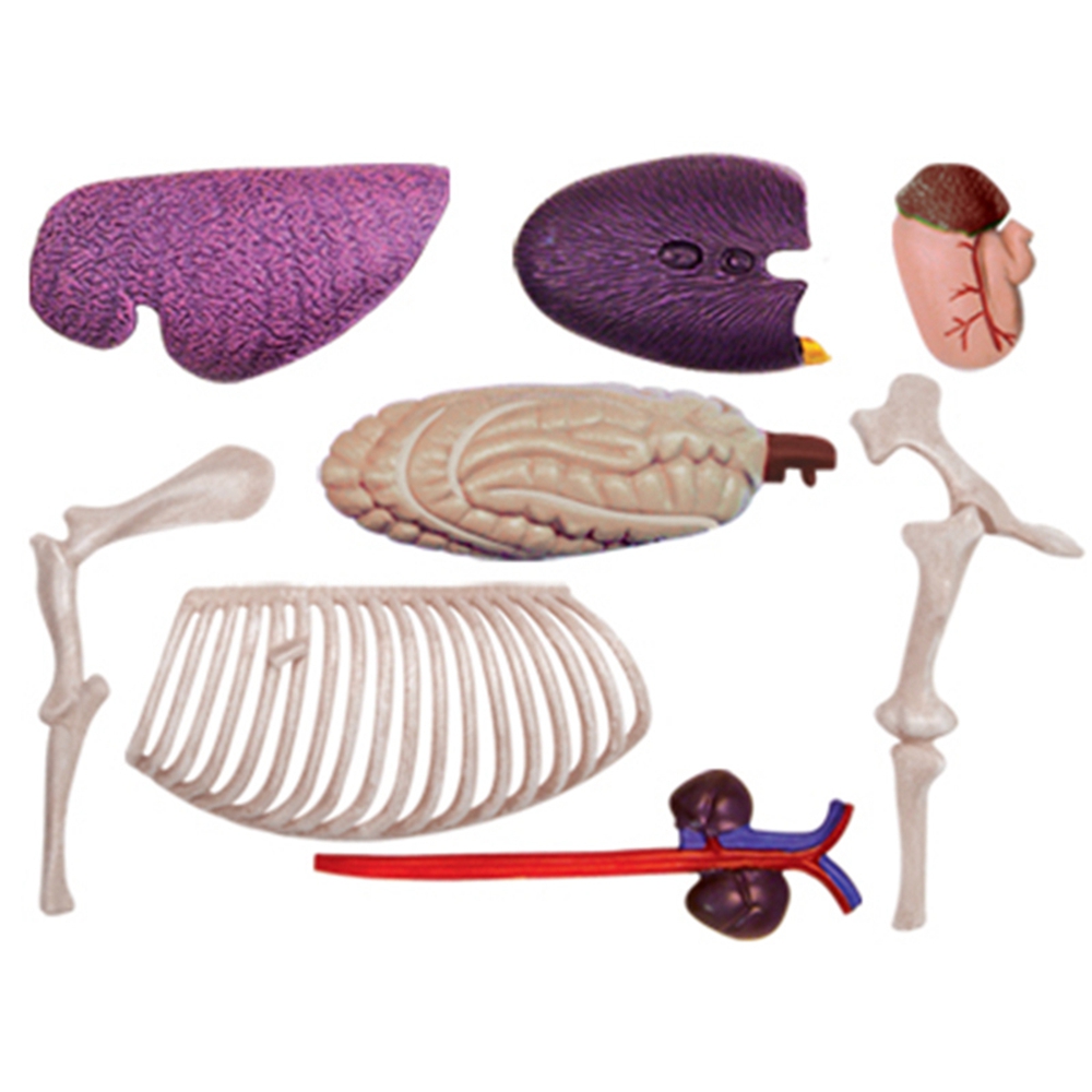 Animal Organ Anatomy Model 4D  – Science Toy recenzja i cena