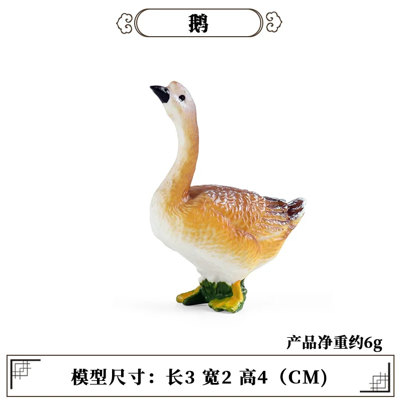 Education Teaching Tool Poultr – Science Toy recenzja i cena