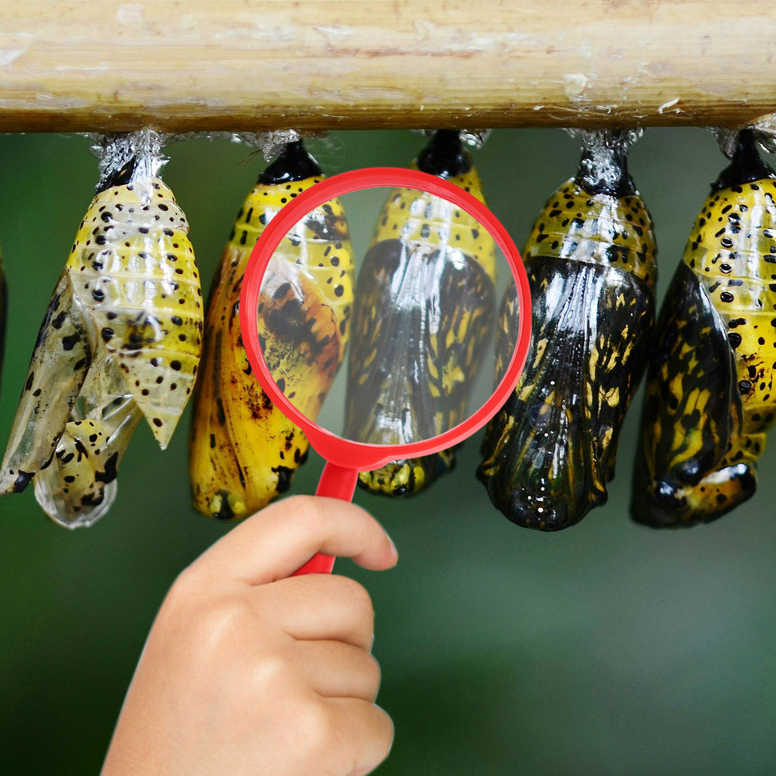 1Set Insect Observation Box Sc – Science Toy recenzja i cena